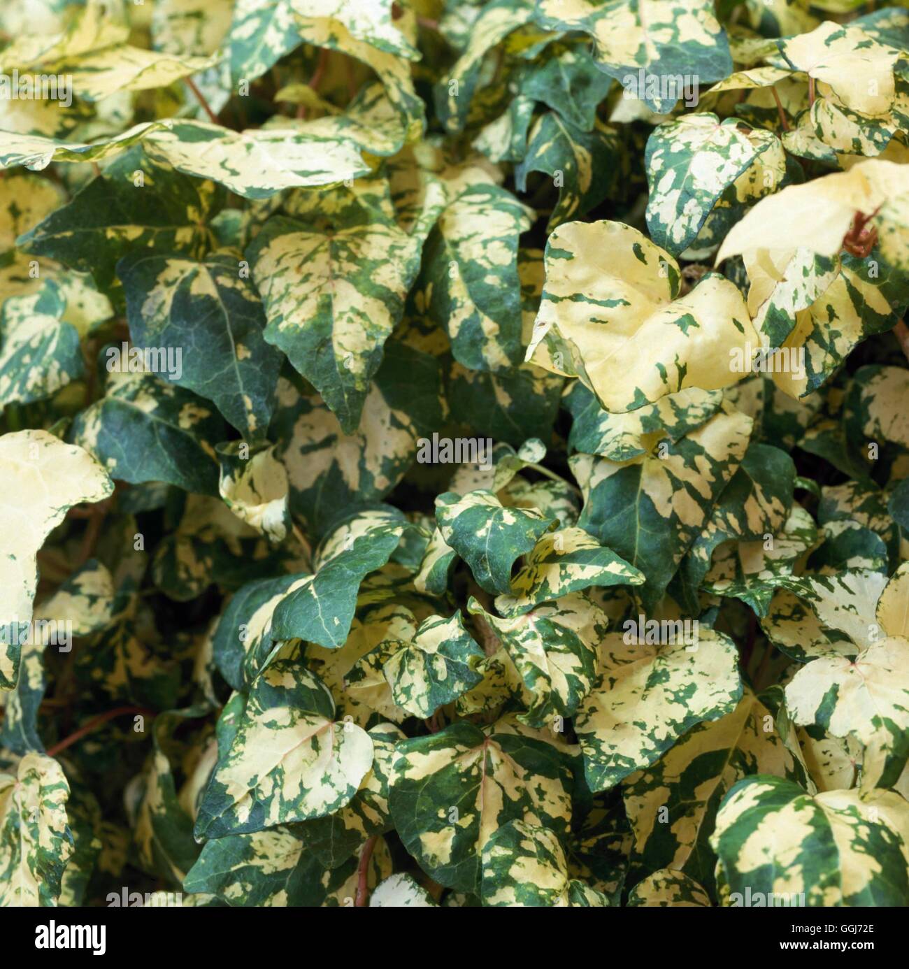Hedera helix - `Midas Touch' AGM   CLS093803 Stock Photo
